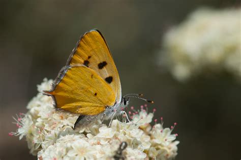 hermes copper lycaena hermes|lycaena hermes butterfly.